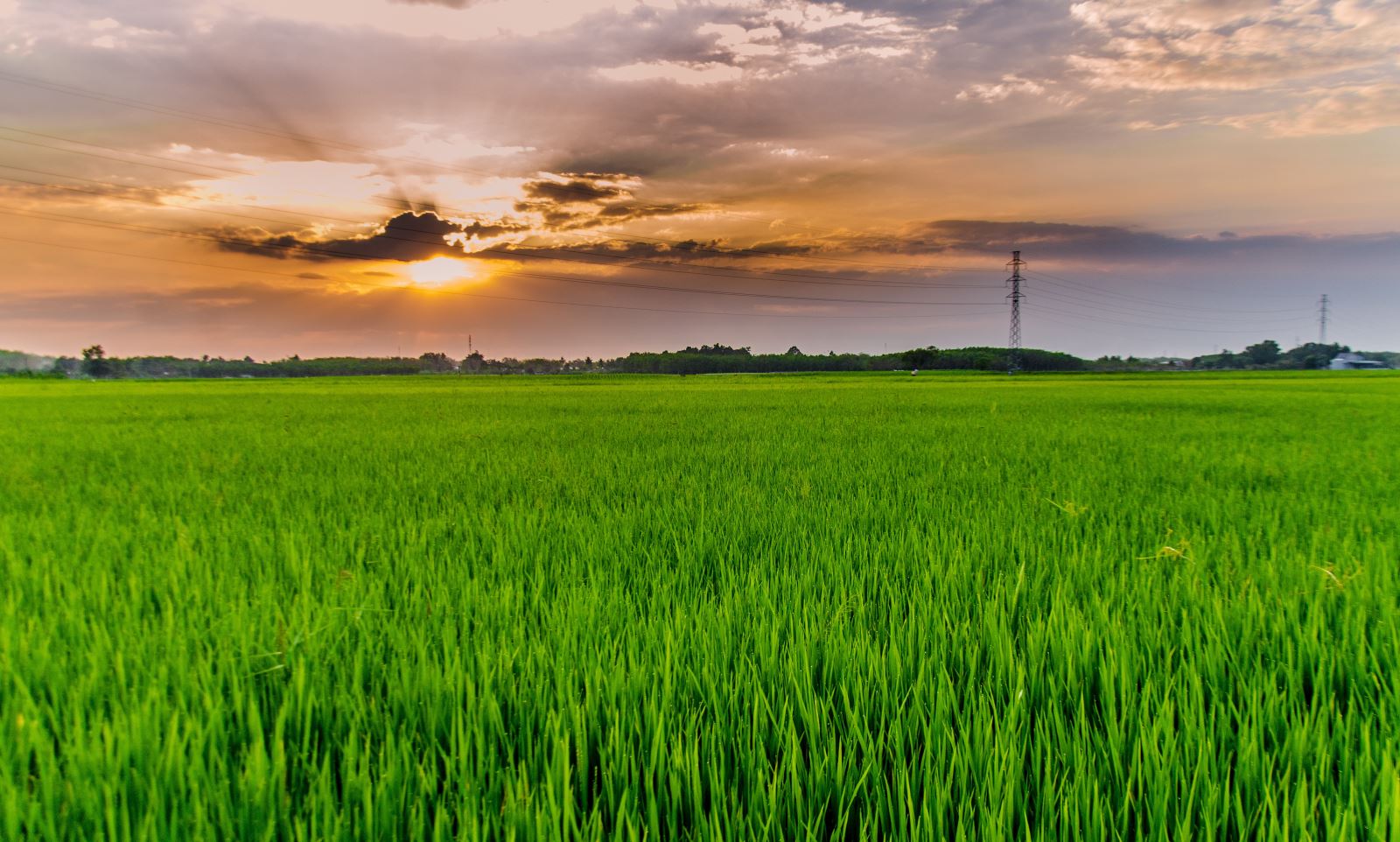 Kien Giang Building a large rice field of 75,000 hectares Chu Se Pepper